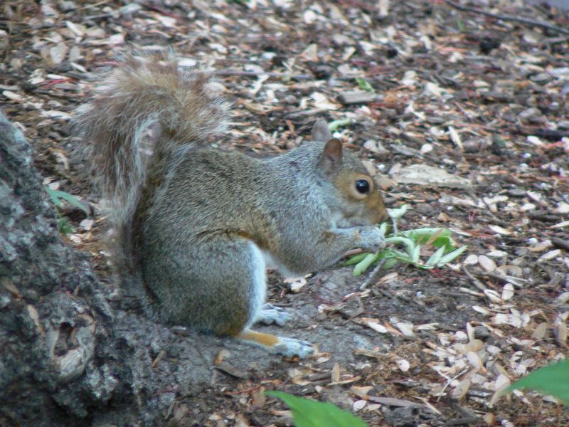 Central Park et autour: un ecureuil a central park